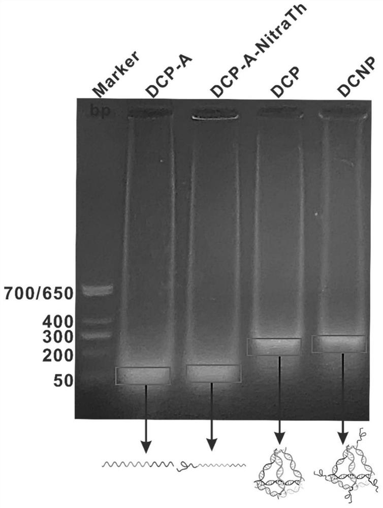 Self-assembled DNA tetrahedron and peptide vaccine delivery system