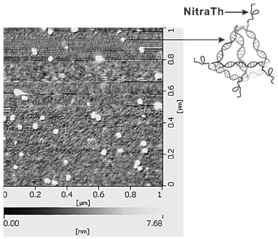 Self-assembled DNA tetrahedron and peptide vaccine delivery system