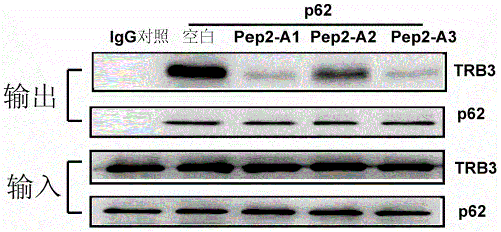 Application of a polypeptide in the preparation of medicines for treating or preventing metabolic syndrome