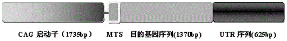 Recombinant adeno-associated virus-NADH dehydrogenase sigmasubunit 4 gene total length for treating Leber hereditary optic neuropathy and medicament