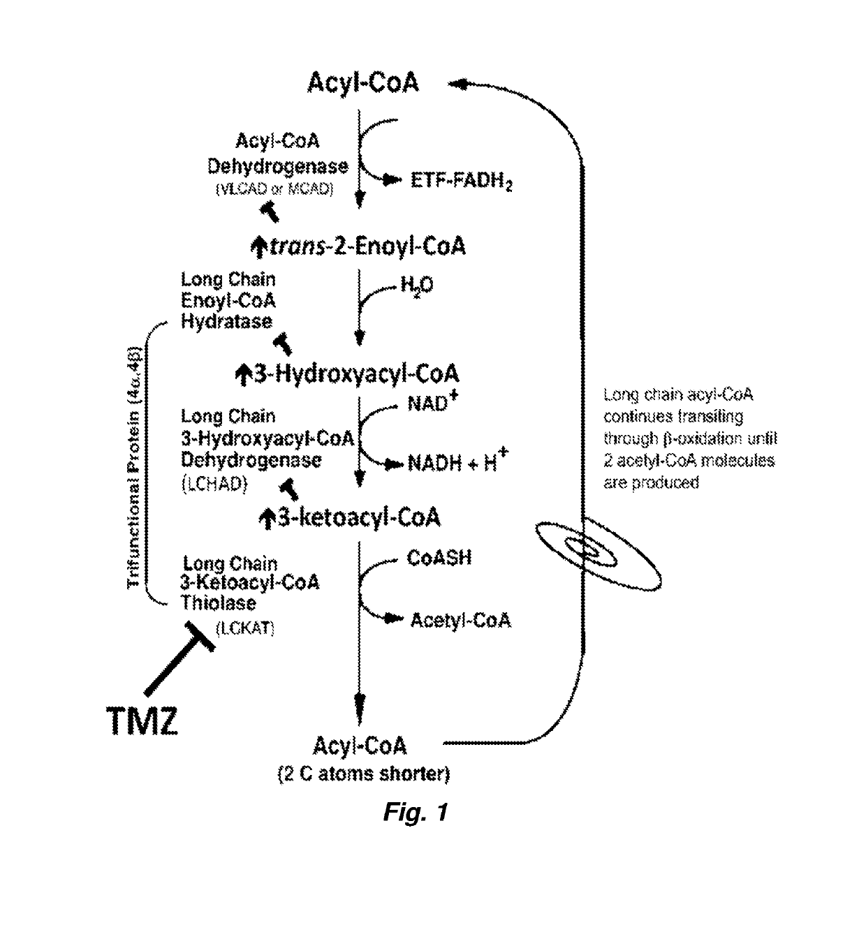 Therapy for Mitochondrial Fatty Acid Beta-Oxidation and Transport Disorders