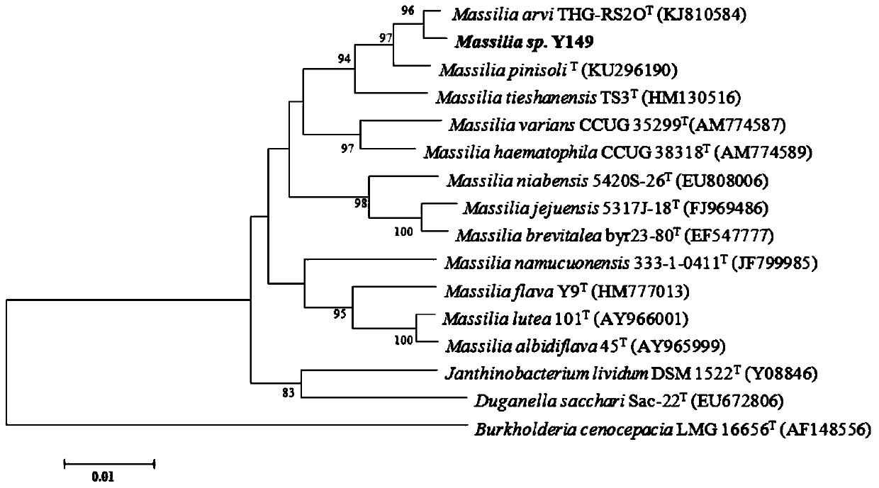 A bacterial strain for preventing and controlling plant nematodes and its application