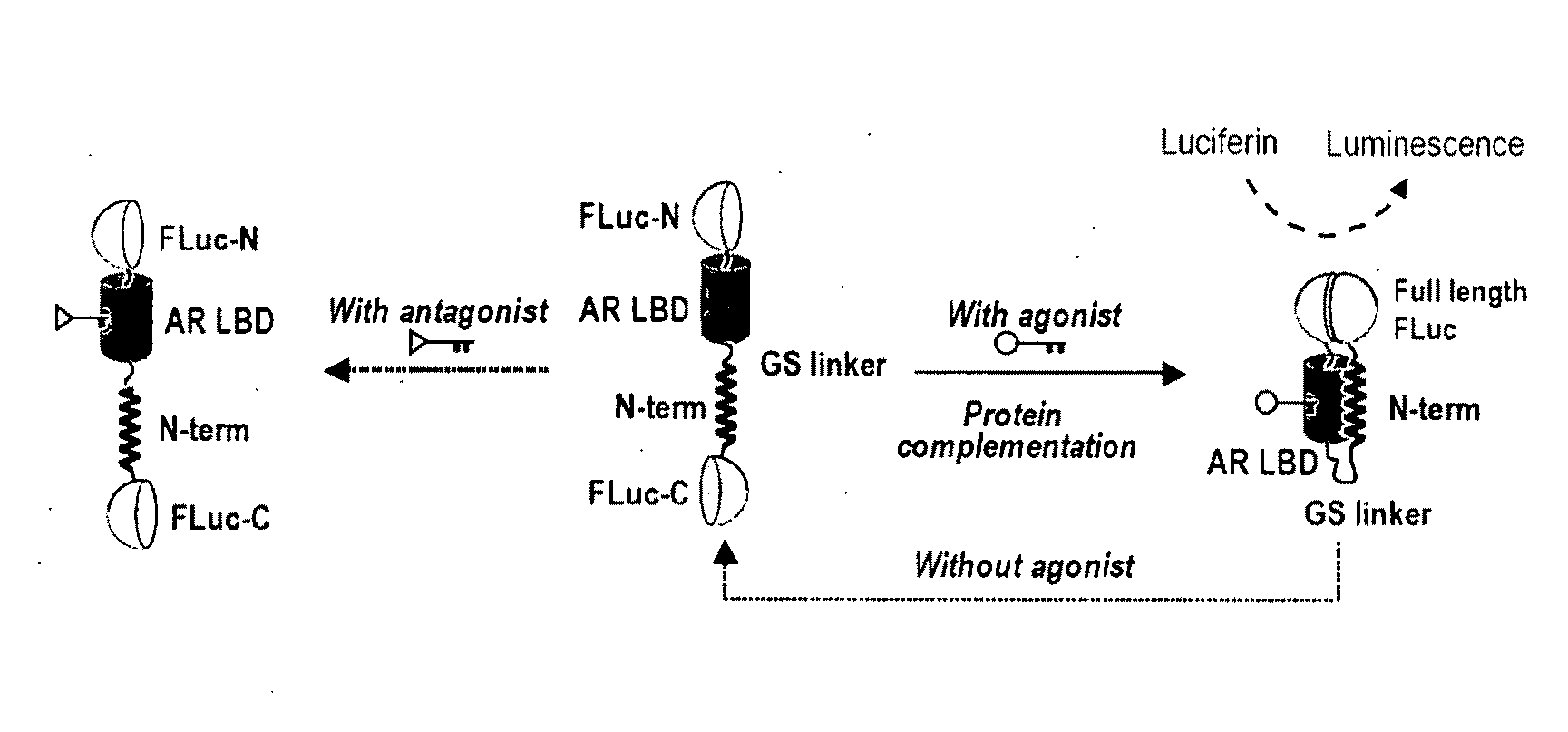 Single molecule-format bioluminescent probe