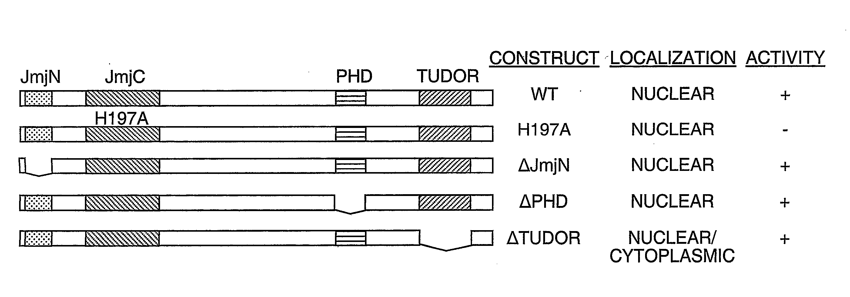 Protein demethylases comprising a jmjc domain