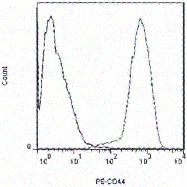 Culture method for efficiently obtaining adipose mesenchymal stem cells