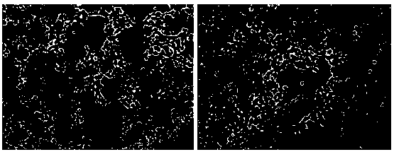 Method for building small intestine insulin expression reduction rat model by adenovirus vector