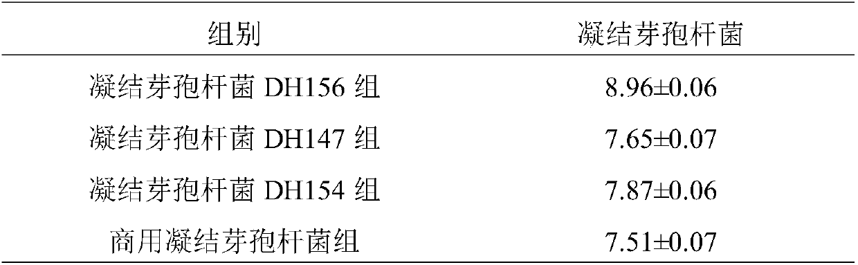 Bacillus coagulans preparation and application thereof