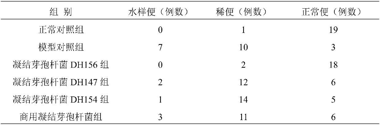 Bacillus coagulans preparation and application thereof