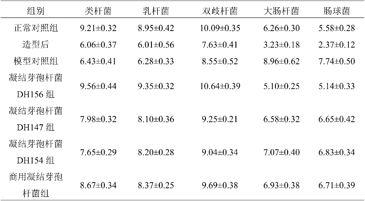 Bacillus coagulans preparation and application thereof