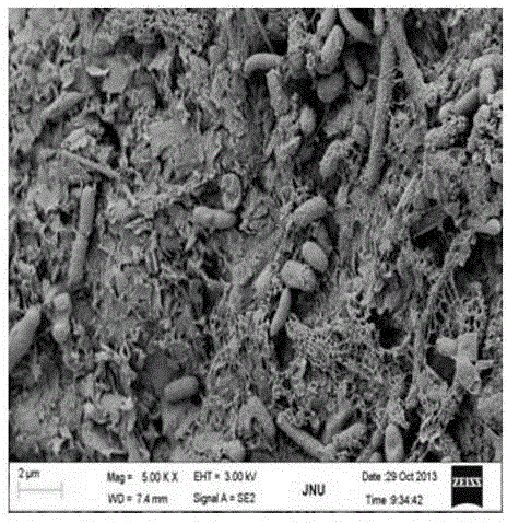 Nitrogen removal biological filter device and its application in the treatment of slightly polluted source water