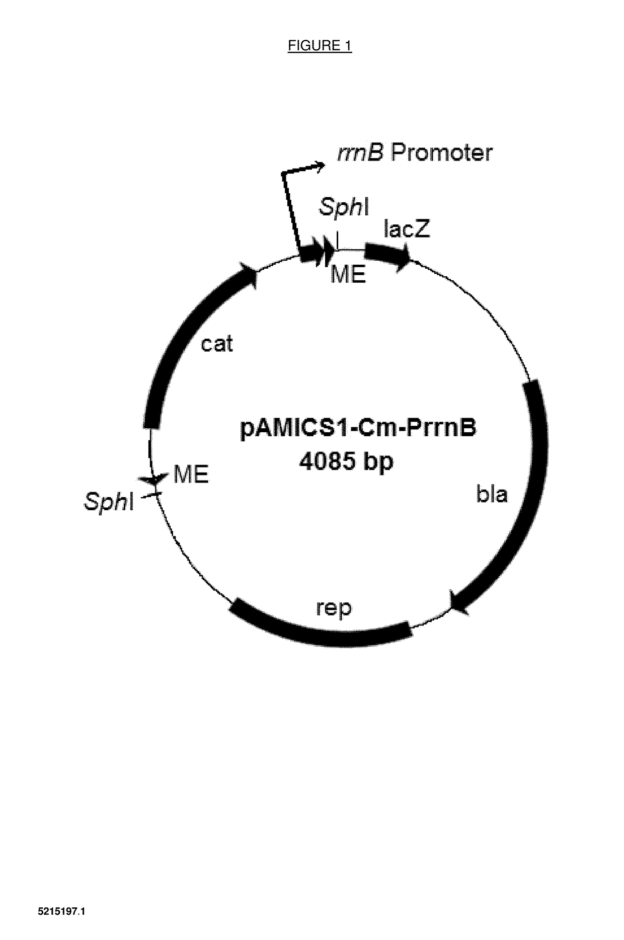 Process for producing bacterial mutants