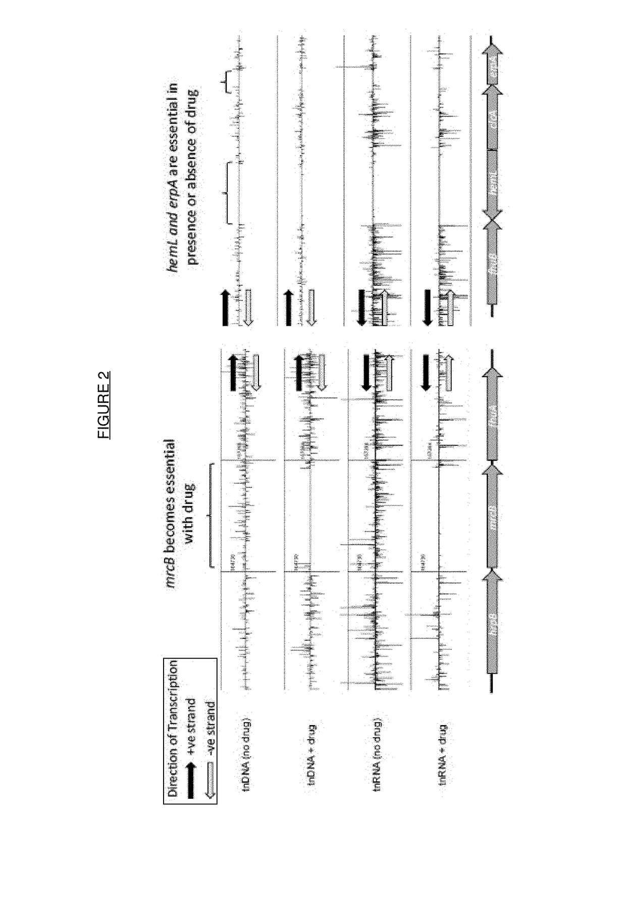 Process for producing bacterial mutants