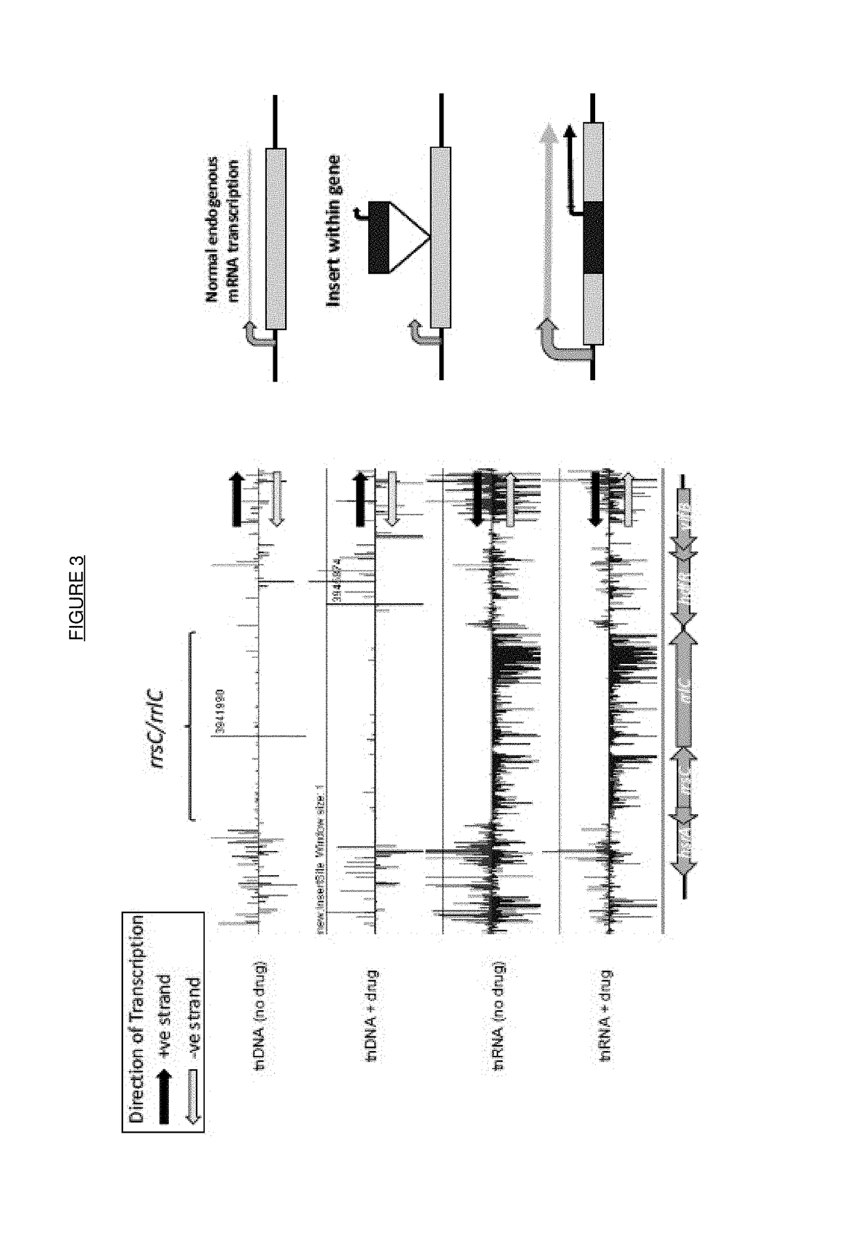 Process for producing bacterial mutants