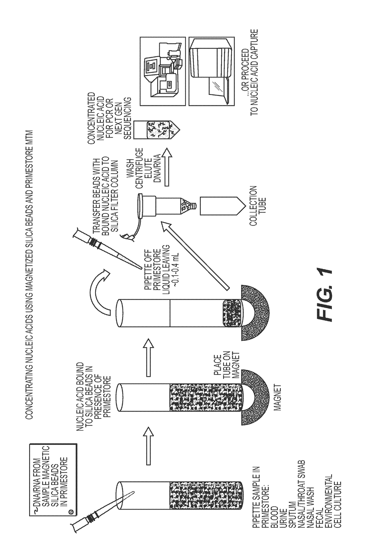 Rapid methods for the extraction of nucleic acids from biological samples