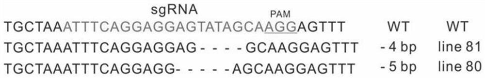 Preparation method and application of antiviral potato plant