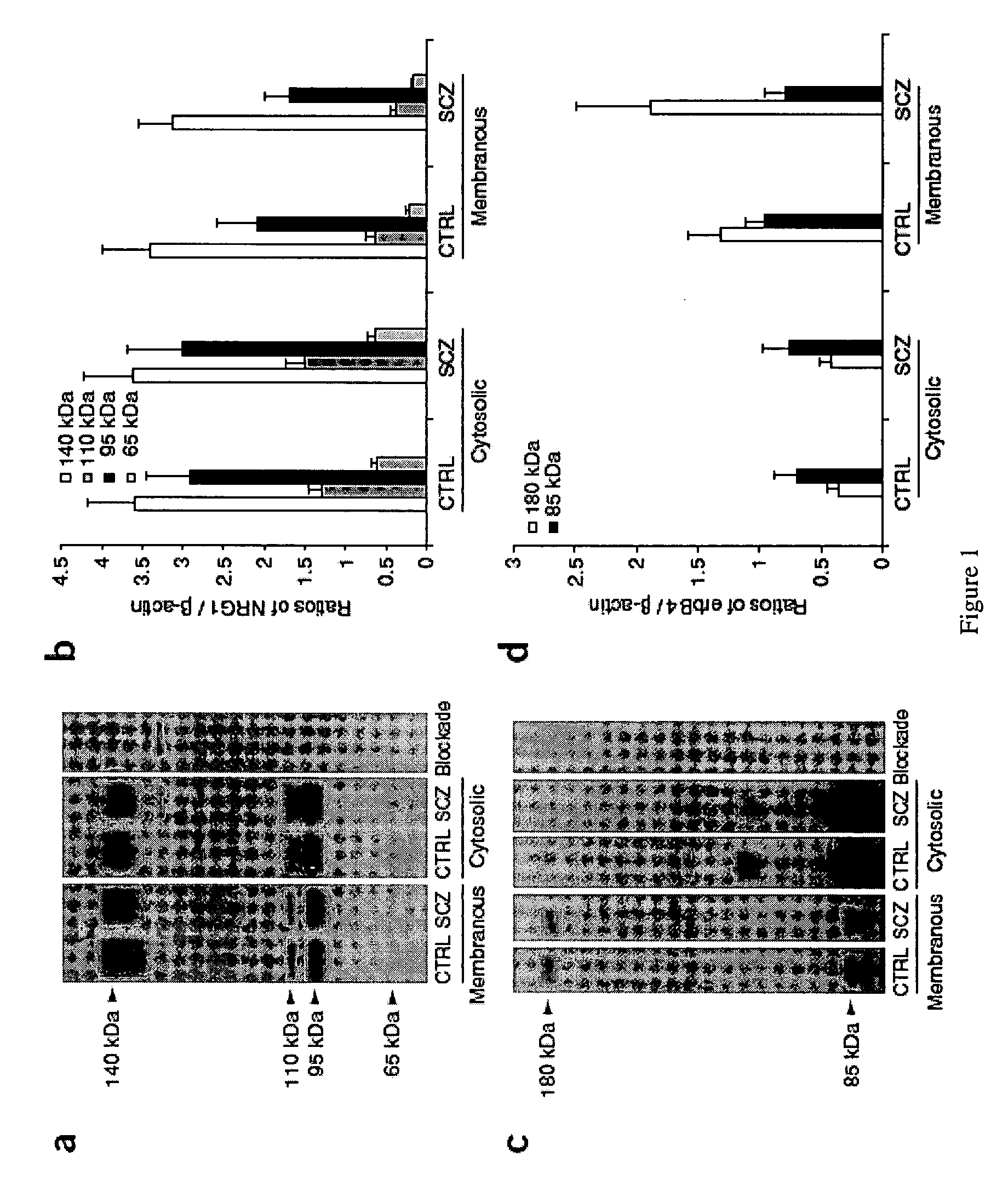 Neurgulin 1 (NRG1) - ErbB4 signaling as a target for the treatment of schizophrenia