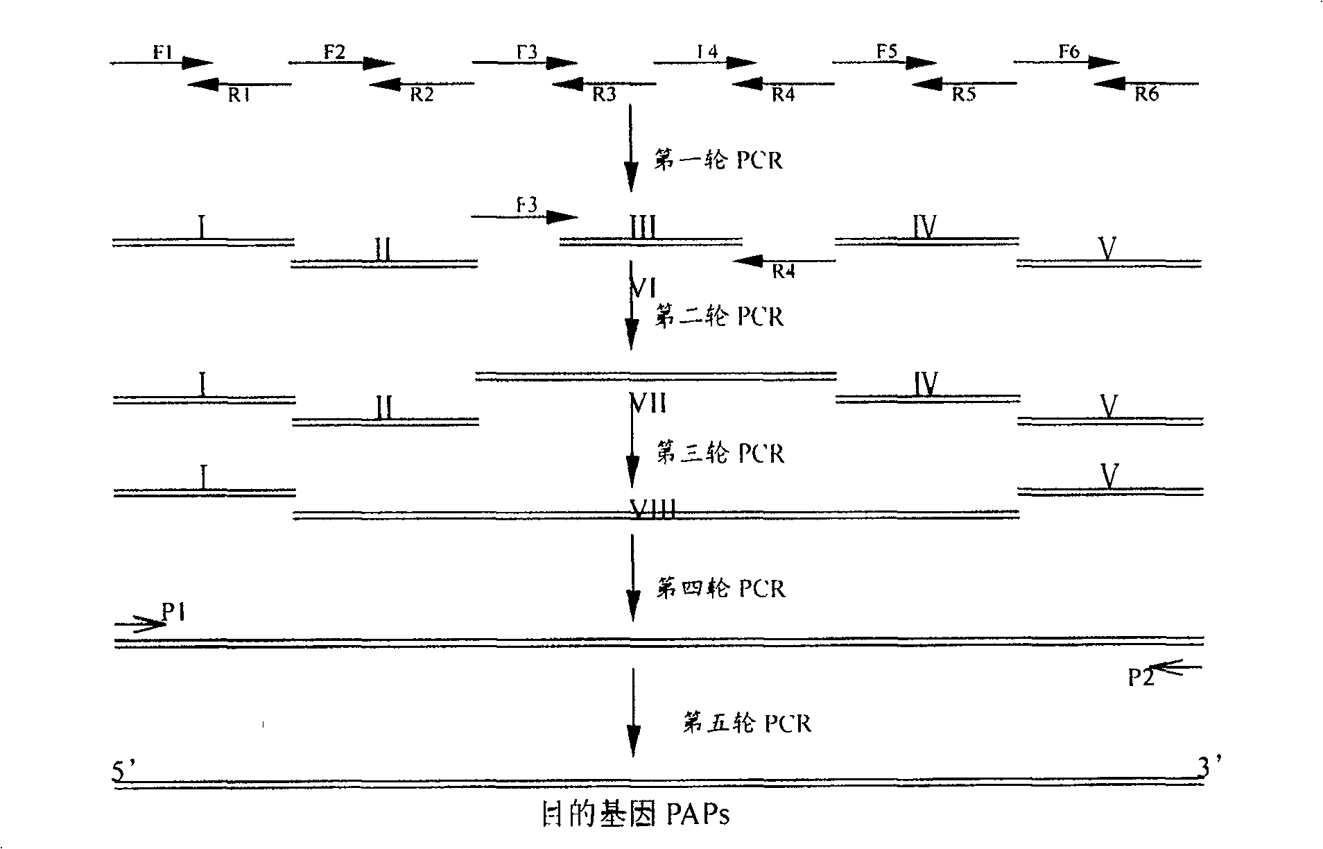 Artificial spnthesized American pokeberry root antivirus protein gene PAPs, expression carrier and its recombination engineering bacteria