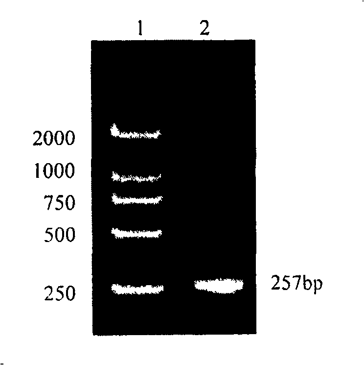 Artificial spnthesized American pokeberry root antivirus protein gene PAPs, expression carrier and its recombination engineering bacteria