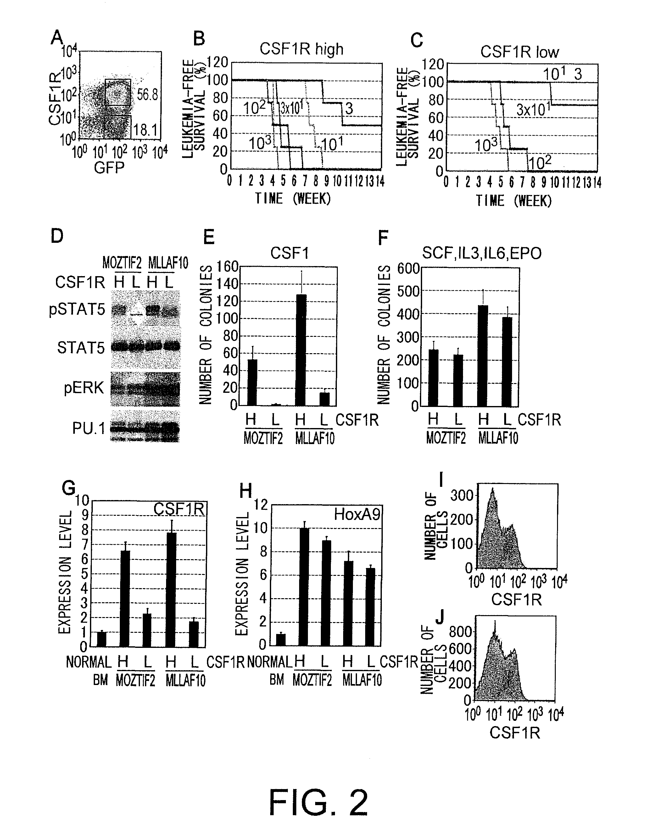 Therapeutic agent for mll leukemia and moz leukemia of which molecular target is m-csf receptor, and use thereof