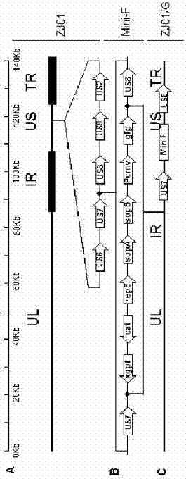 gE- and gI-deleted porcine pseudorabies virus variant strain and use thereof