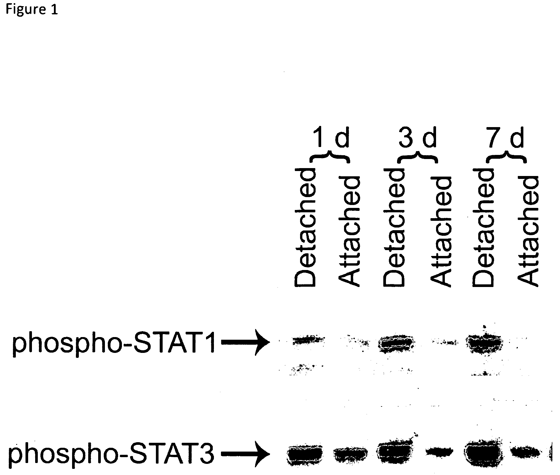 Compositions and methods for detecting and treating ophthalmic disorders