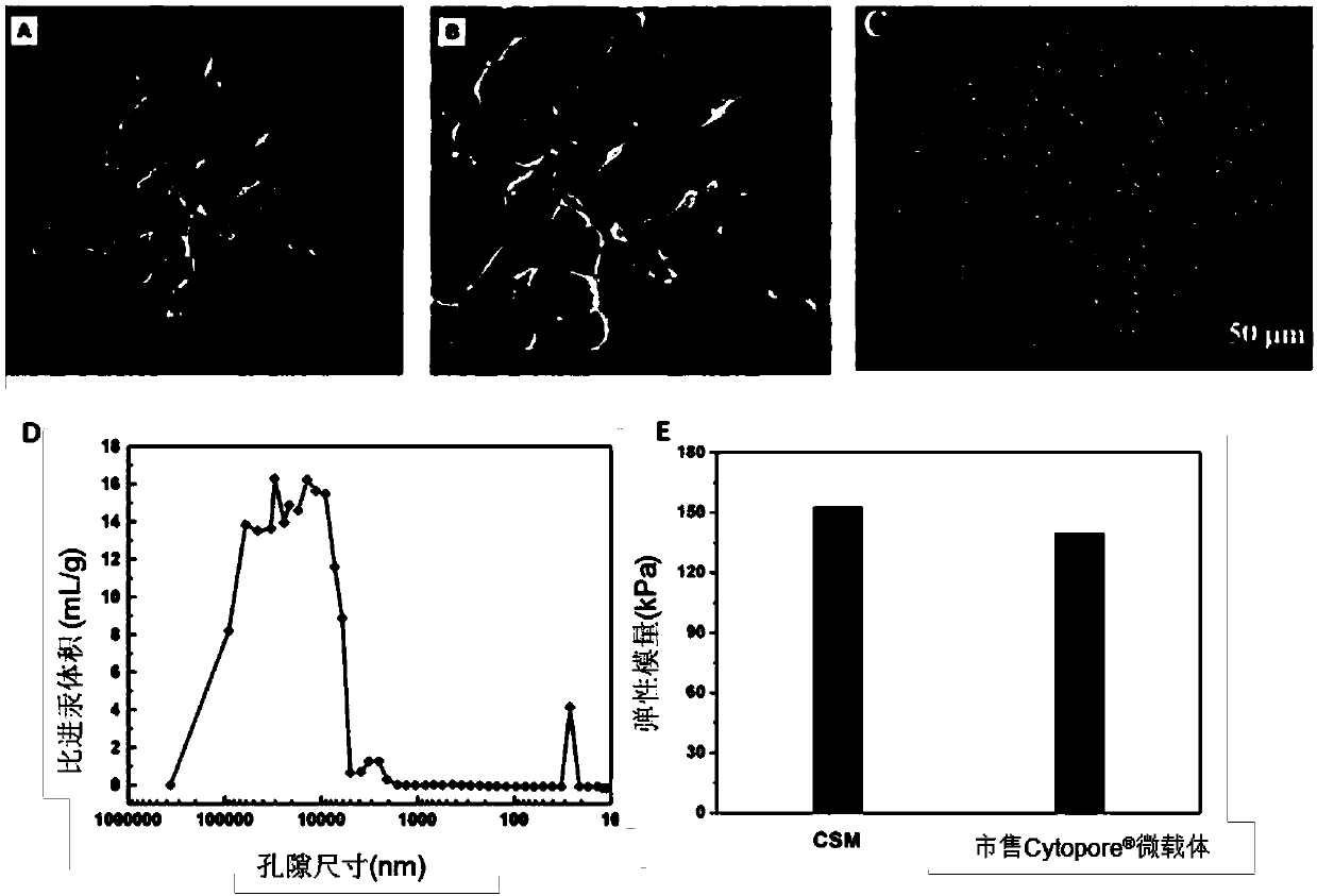 Porous chitosan microcarrier as well as preparation method and application thereof