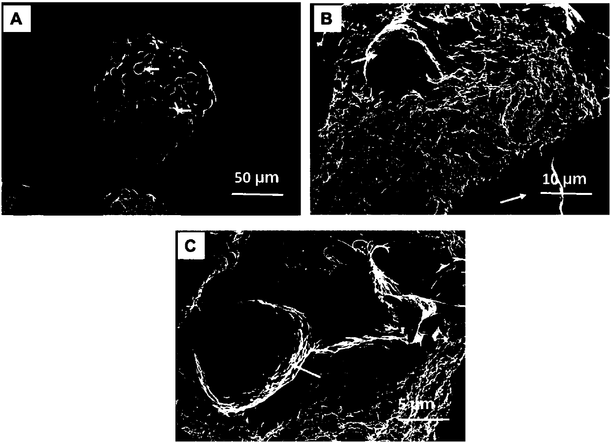 Porous chitosan microcarrier as well as preparation method and application thereof