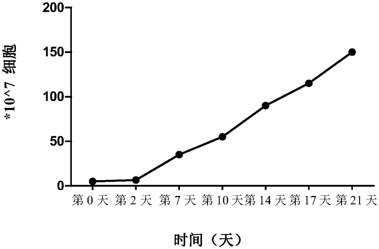 Method for preparing HPV (human papillomavirus) antigen specific CTL (cytotoxic T lymphocyte)