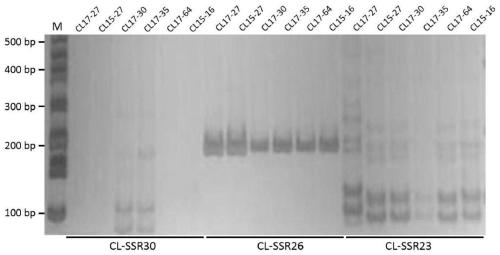 SSR primers used for analysis of genetic diversity and genetic relationship of curvularia lunata and application