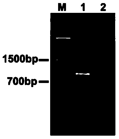 Preparation, detection and application of polyclonal antibody of Yam mild mosaic virus