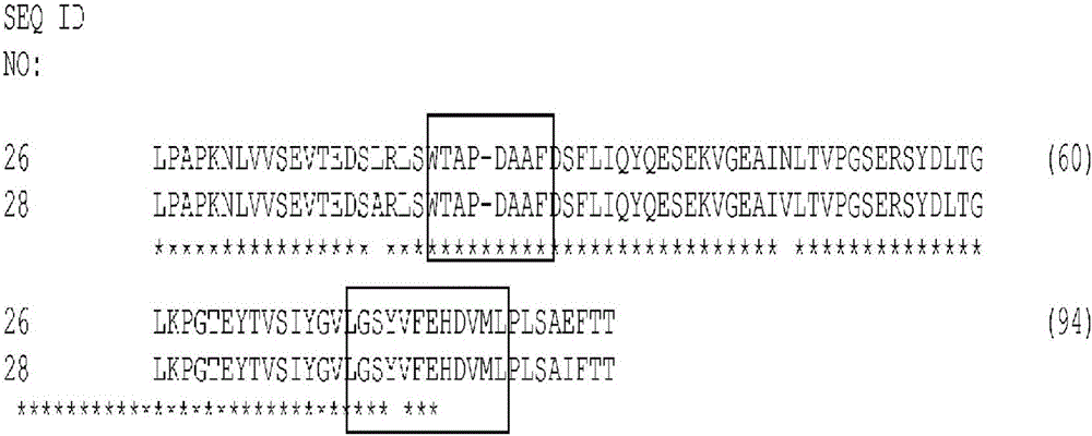 Cysteine engineered fibronectin type III domain binding molecules