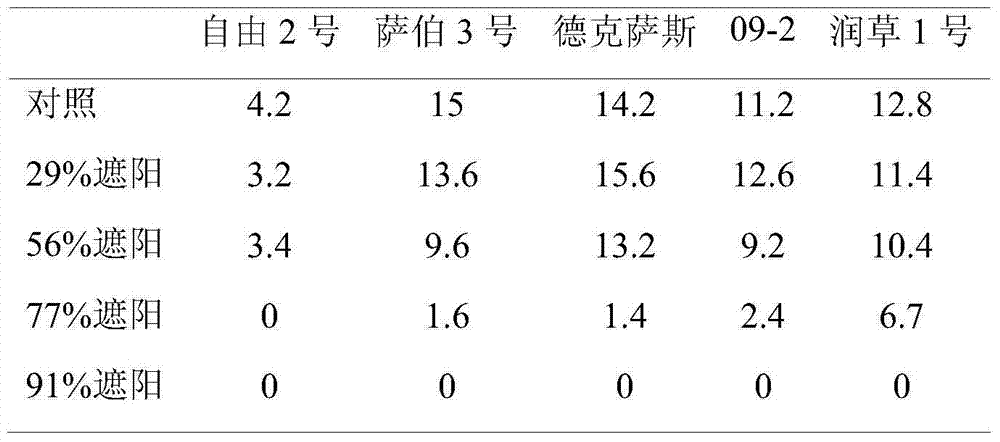 Method for planting runcao I on large shade condition