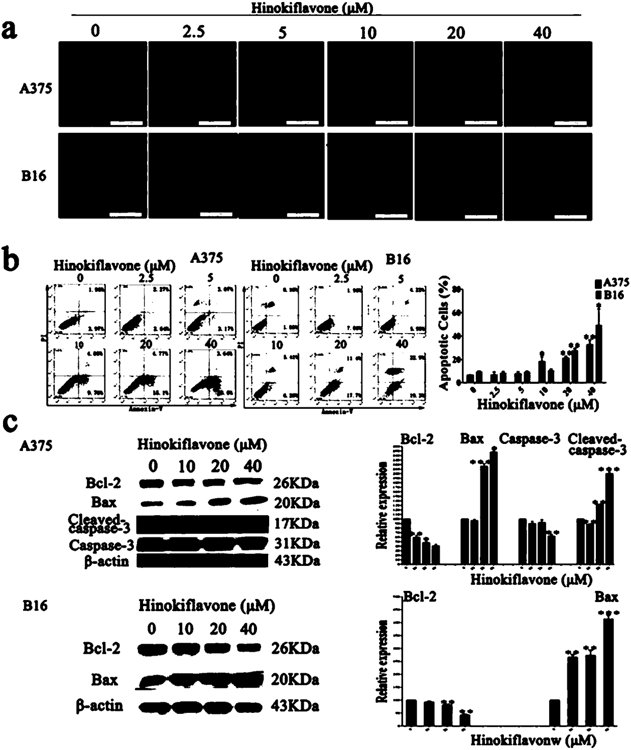 Preparation method of hinokiflavone derivative and application to melanoma resistance