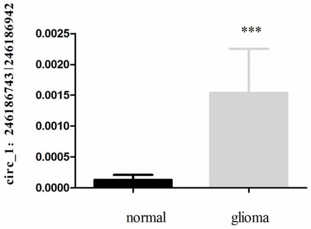 Glioma prognostic marker circ1:246186743|246186942 and its application