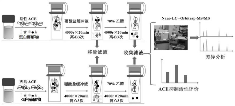 Method for high-throughput screening of ACE inhibitory peptide