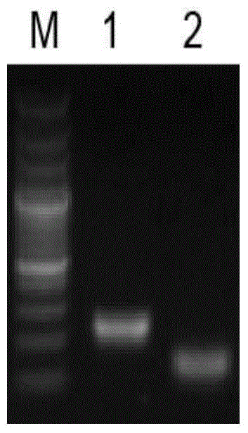 IHF protein-based gene mutation method