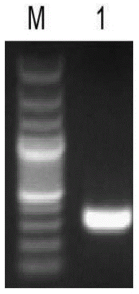 IHF protein-based gene mutation method