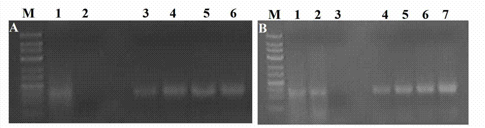 Single-stranded deoxyribonucleic acid (ssDNA) aptamer targeting human highly metastatic hepatoma carcinoma cell and application thereof