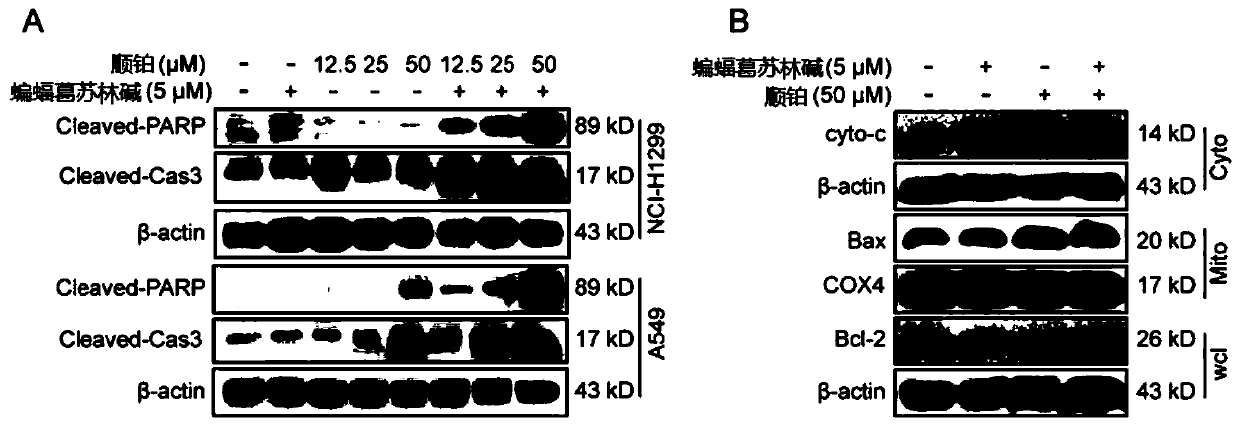 Composition for treating lung tumors