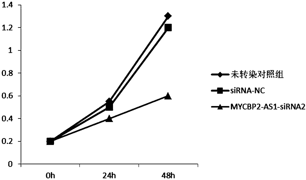 Application of MYCBP2-AS1 in preparation of products for diagnosis and treatment of cervical cancer