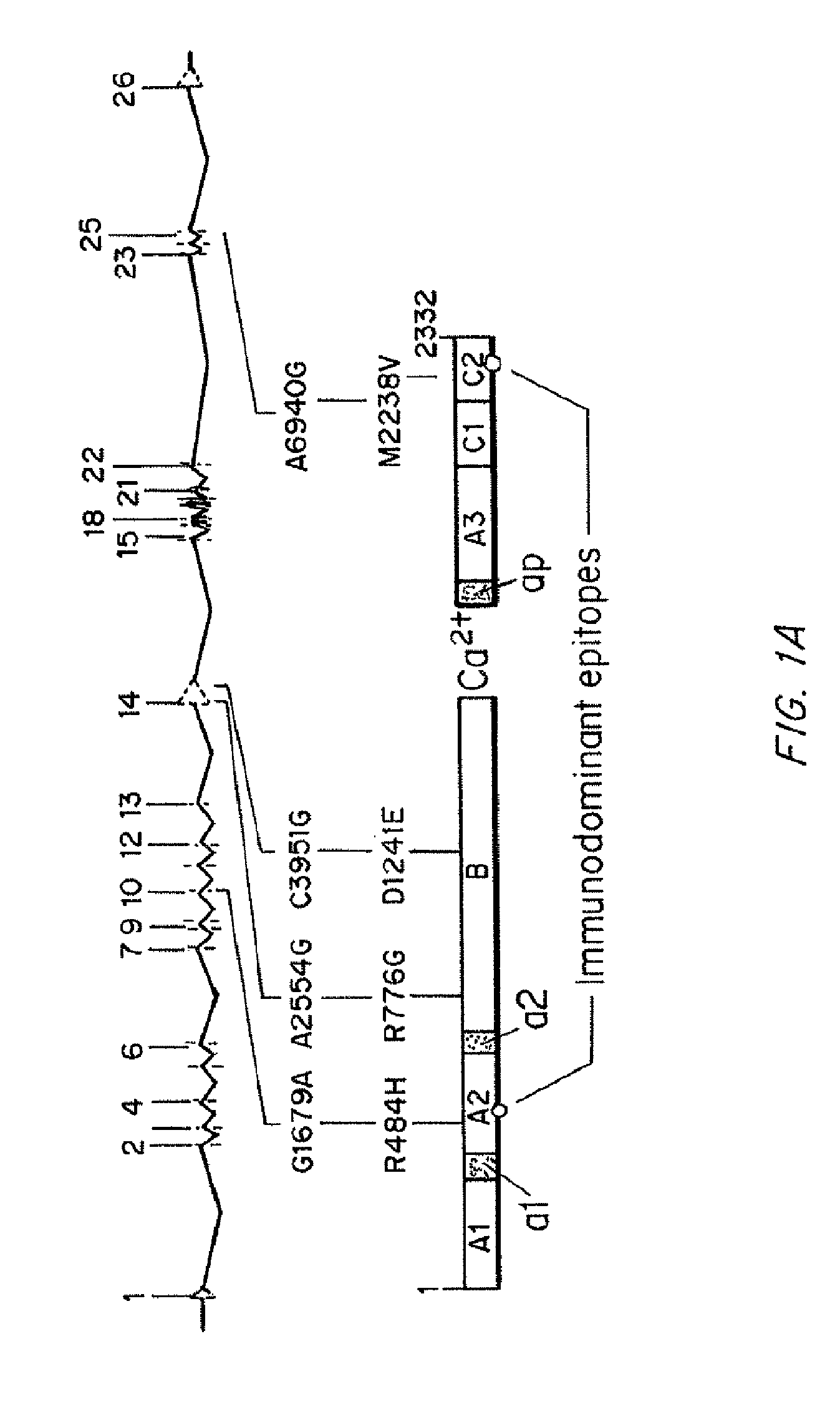 Compositions and Methods of Treatment of Black Hemophiliac Patients