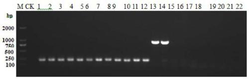 Multiple PCR detection kit for Listeria monocytogenes and Listeria illichii