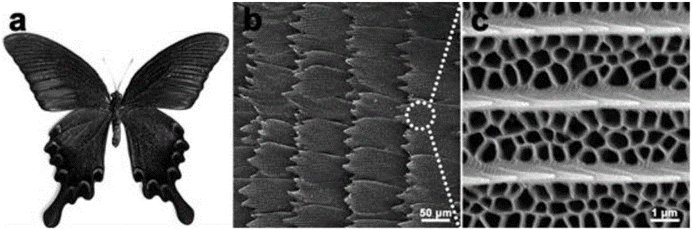 Method for preparing carbon-based electrocatalyst from insect wing