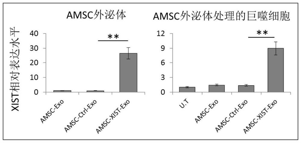 Preparation and application of xist-modified adipose-derived mesenchymal stem cell exosomes