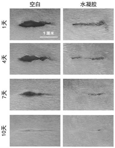 Polyethylene glycol derivative and preparation method thereof, and polyethylene glycol hydrogel capable of rapidly generating cross-linking reaction