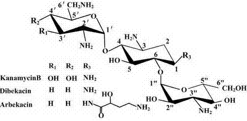 Kanamycin B yielding engineering strain and construction and application thereof