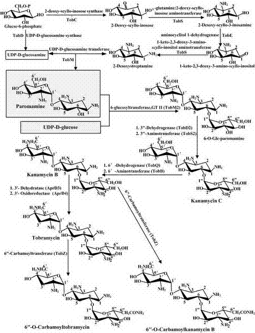 Kanamycin B yielding engineering strain and construction and application thereof