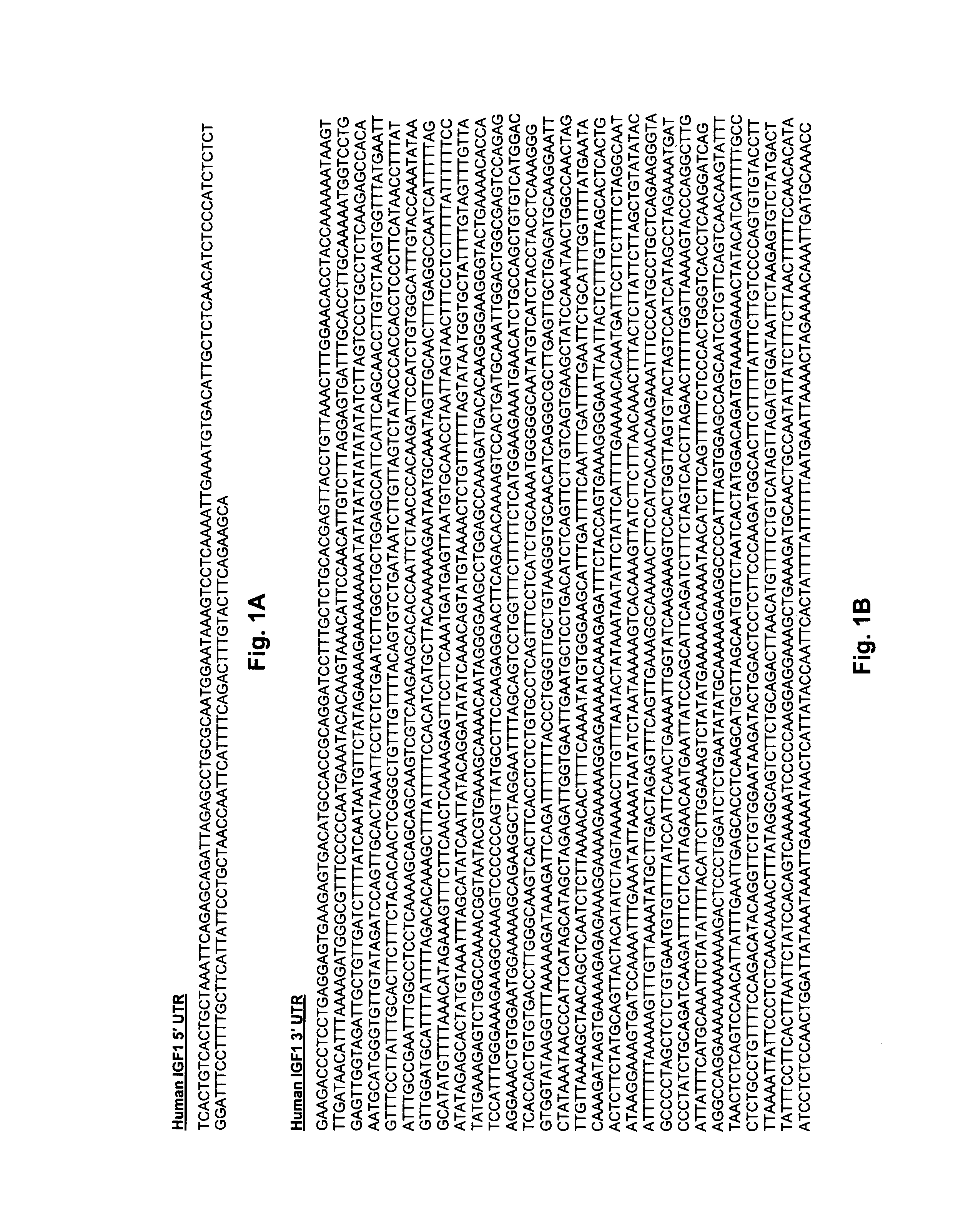 Methods of screening for compounds for treating muscular dystrophy using UTRN mRNA translation regulation