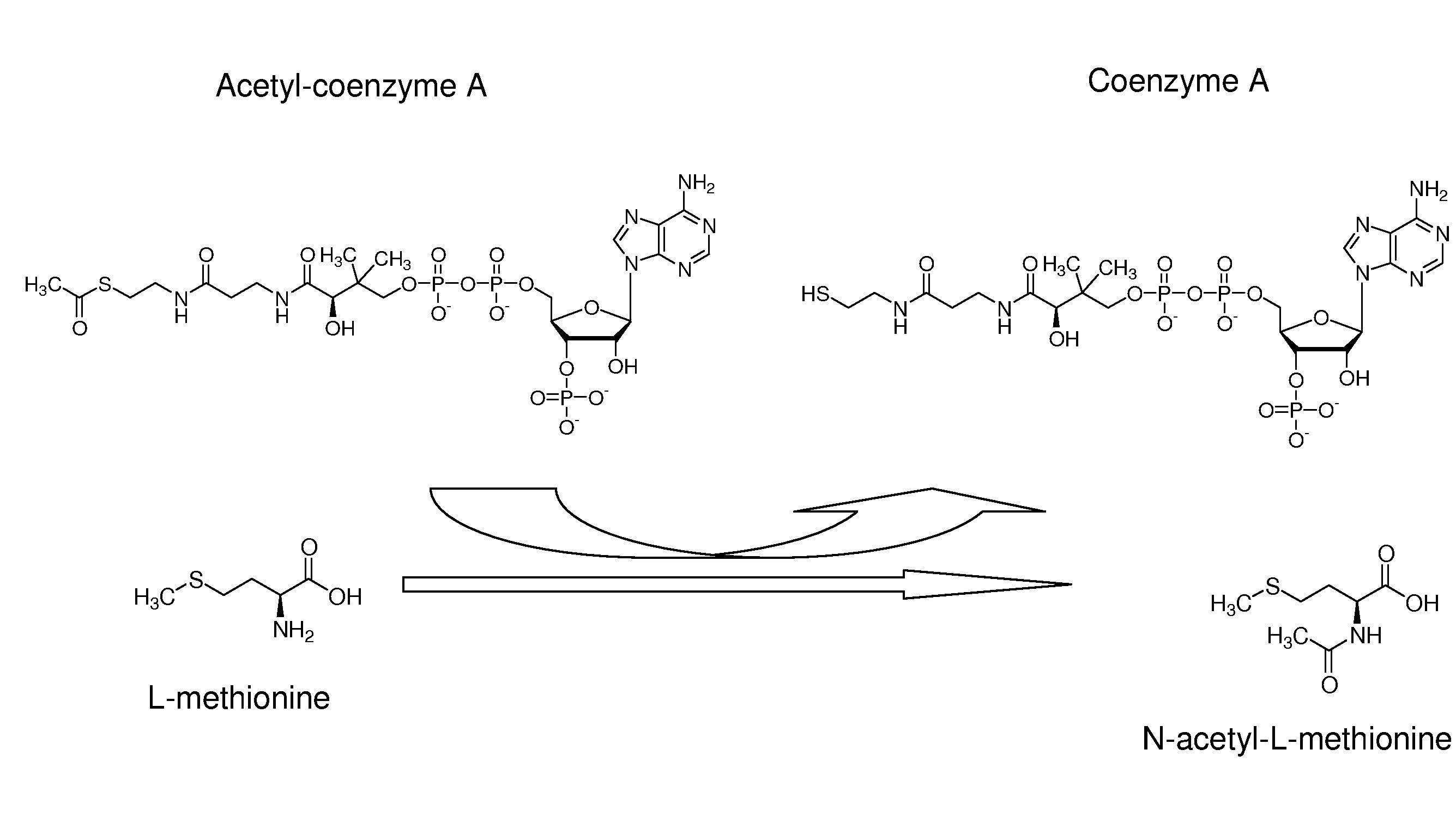 Production of n-acylated sulphur-containing amino acids with microorganisms having enhanced n-acyltransferase enzymatic activity