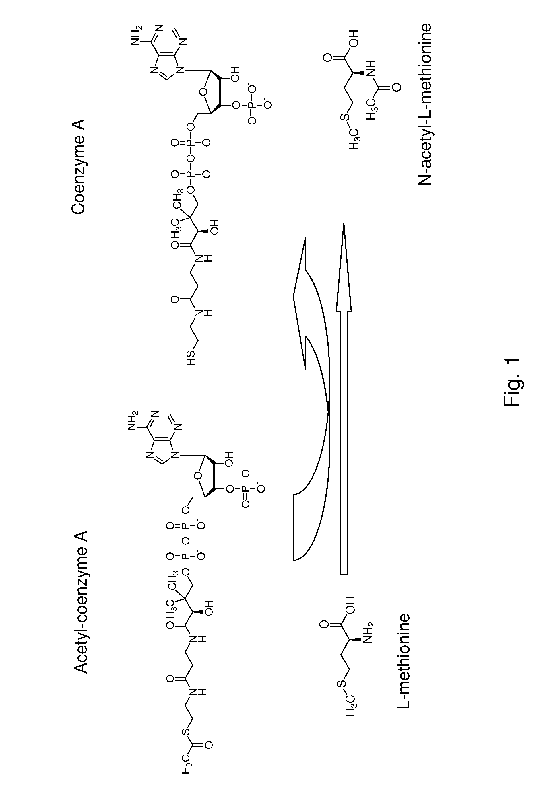 Production of n-acylated sulphur-containing amino acids with microorganisms having enhanced n-acyltransferase enzymatic activity